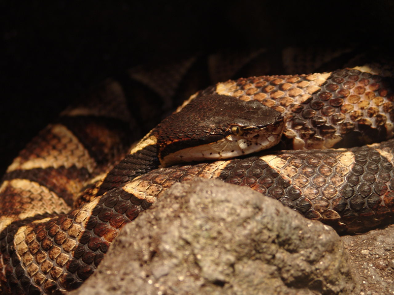 Illustration for article titled Se corta el dedo tras la mordedura de una serpiente. Los médicos le explican que no era necesario